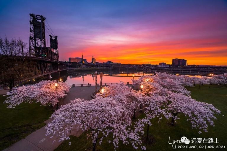 日出時分的河畔櫻花