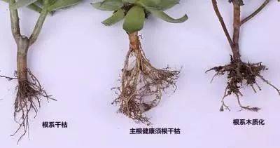 促進植物根系生長的要點 Vito雜誌