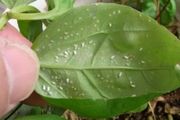 室內養盆栽容易滋生害蟲的幾個條件，常見的4種蟲害都容易處理