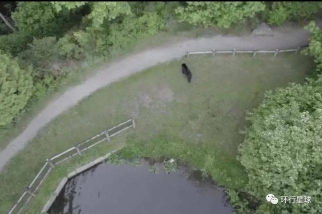 在自家院子後面看到熊出沒