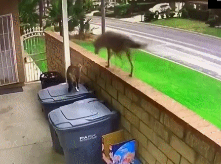 一隻郊狼跳上後院的牆，盯上了一直寵物貓