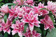 9種「香水花」，好養又高貴，春天種一盆，滿院子飄香