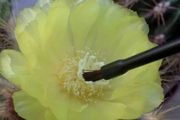 植物花卉人工授粉通用指南，掌握給花朵授粉的技巧，可培育新品種