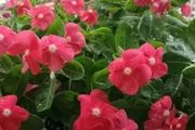 4種「耐看型」的小草花，生性強健，愛開花，關鍵很便宜