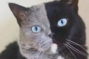 兩隻「陰陽臉」貓咪結合，生出了小貓崽，這一看就是親生的無疑