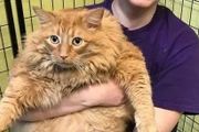主人老年痴呆，把貓咪喂成32斤大胖喵，去世後才被人發現……