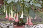 曼陀羅眾多品種介紹，迷人且帶有毒性的花朵，值不值得養呢？
