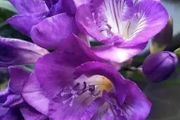 13種適合陽臺養的紫色盆栽花，陽臺養上幾盆，天天「紫氣東來」