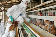 嚇！死亡率59%​！​能傳人！噩夢H1N1禽流感已在亞歐大爆發​！全球驚恐！並有變異風險​！