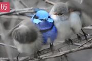 這種小藍鳥，一年四季都會給異性送花