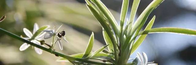 吊蘭、蘆薈  可消除甲醛的汙染，淨化空氣