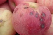 蘋果在膨果期如何施肥管理，果樹補鈣應該得到重視