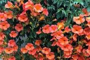 7種「爬藤花」，美如仙花，院子種一棵，一年爬滿牆，賞花一輩子