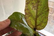 盆栽大琴葉榕葉子長黑斑，葉片有鏽斑，一般是這幾點沒做好