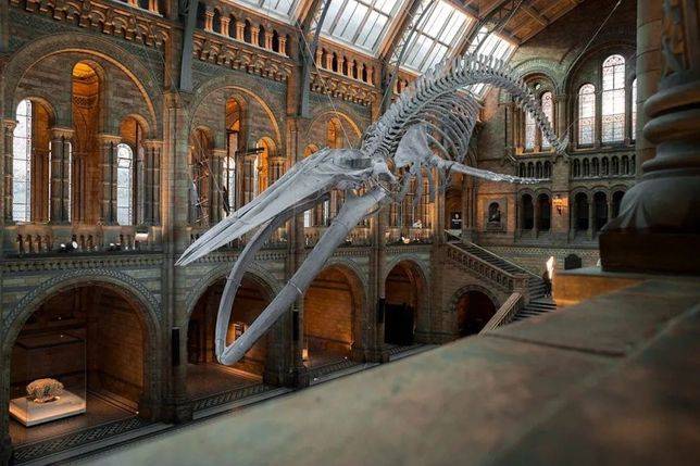 英國自然歷史博物館的藍鯨Hope標本