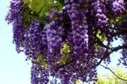 紫藤花養幾年不開花，就是買錯品種了，夏季和冬季修剪可促進開花