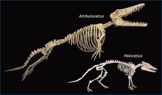 陸行鯨和巴基鯨骨骼對比