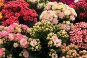 7種漂亮花，號稱「養不死」，輕鬆養成大老樁，高檔又吉利