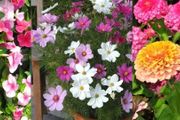 夏天陽臺或院子裡美麗的觀賞花卉，少不了8種耐熱耐晒的開花植物