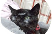 日本最長壽貓貓離世！伴主人28年，死後留靈異符號暖哭網友
