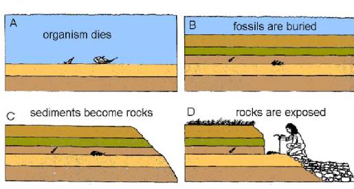 化石的形成過程示意圖