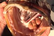 有500顆牙每天卻還要換掉20顆，這魚連刷牙都省了