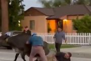 洛杉磯數十頭牛「越獄」闖入社區，有人被撞翻在地，警察擊斃一頭