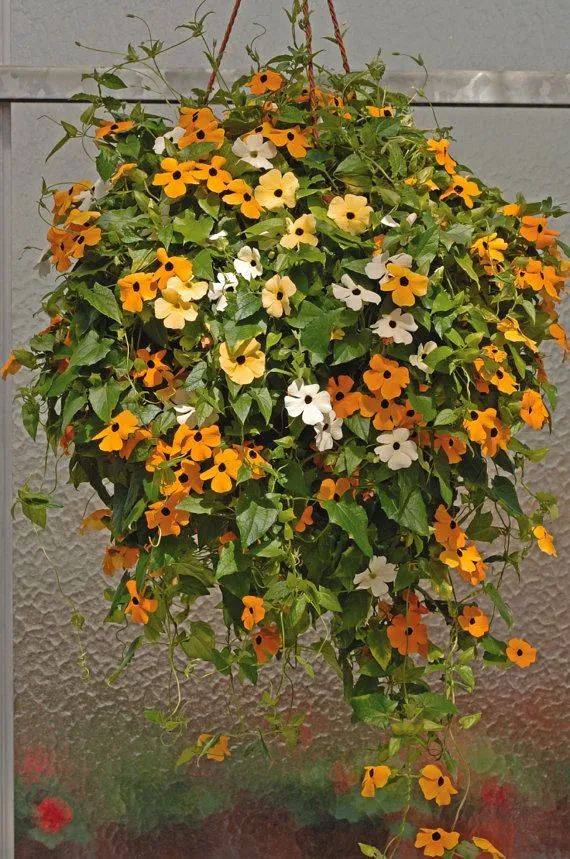 可養成盆栽藤本花卉的黑眼蘇珊 特別適合養陽臺或院子裡 Vito雜誌
