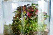 玻璃花盆搭配耐陰、耐水溼的小巧植物，養成植物微景觀，格調特高