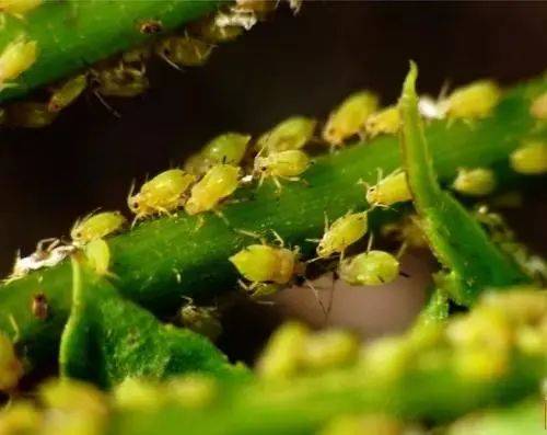 蚜蟲有什麼危害？