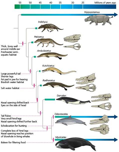 鯨魚進化史總覽