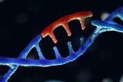 Cell：填補重要空白！新型基因編輯工具誕生，開啟線粒體 DNA 編輯新時代