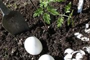 在盆土放雞蛋植物就長得旺盛？在番茄下放個雞蛋就能掛果更多？