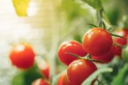 做好這5點，西紅柿想早衰都難，保證西紅柿植株長得好，量大果多