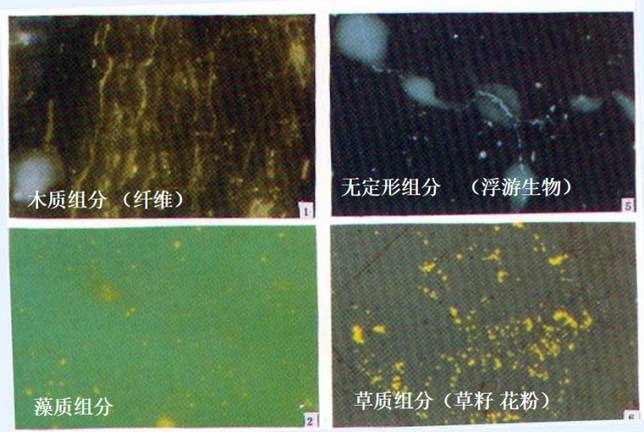 各種生油物質的熒光顯微照片