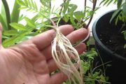 植物扦插時適當使用生根粉，可促進生根，減少黑腐和爛根