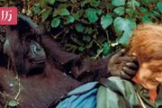保護了242只大猩猩的她，卻被謀殺於自己的小屋