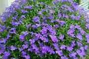 開花植物中「藍色」很少見，如果你喜歡藍色花，給大家推薦17種