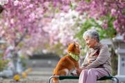 太治癒了！日本網友拍下85歲奶奶和柴犬的日常，每一張都是歲月靜好~