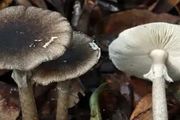 蘑菇界的「黑無常」：一旦誤食，難逃一死？