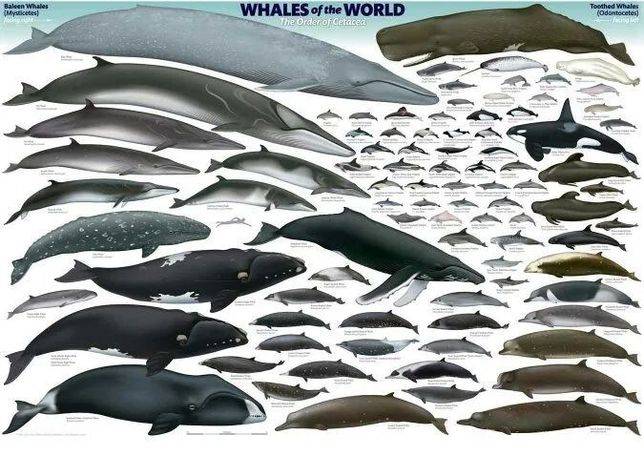 鯨魚種類一覽