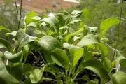 在半陰的陽臺上可以養好的6種盆栽蔬菜，可培育成小菜園