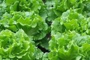 葉菜類蔬菜種植技術要點