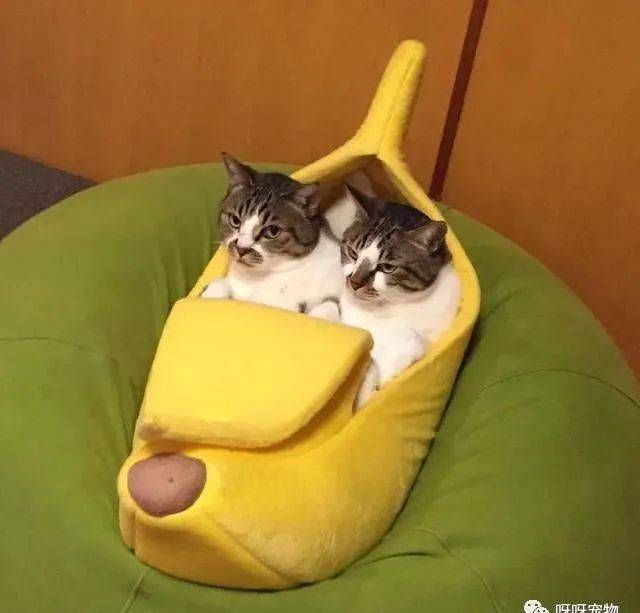 香蕉～香蕉皮～