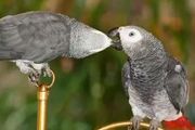 鸚鵡說話太厲害，居然還能頂嘴，想知道如何讓鸚鵡開口說話嗎？