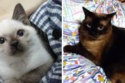 養貓就像開盲盒！看了日本網友舉辦的「貓咪變色大賽」，我笑得好大聲！