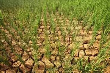 水稻旱害