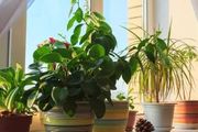 8種常見的淨化植物，大部分品種都能在室內養好