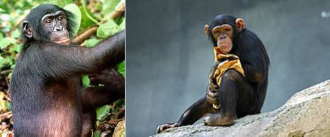 黑猩猩，圖片來源基維百科