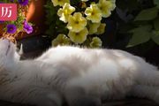 百合又香又美，但對貓貓有毒！還有哪些花草需要注意？